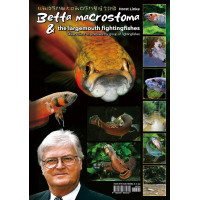 Betta macrostoma & the largemouth fightingfishes: observations on a noteworthy group of fightingfishes