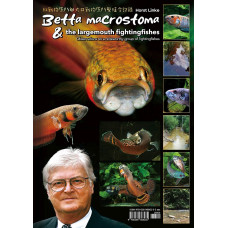 Betta macrostoma & the largemouth fightingfishes: observations on a noteworthy group of fightingfishes